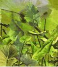 Papier peint Elitis Anguille Big Croco Legend Lost in plantation VP 429